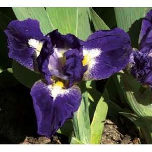  Dwarf Iris Trajectory Patio, Lawn & Garden