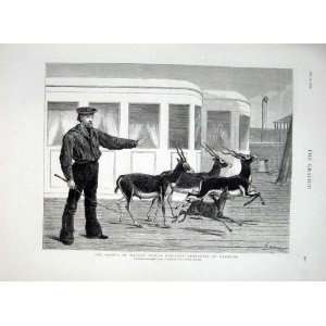  Antelopes At Exercise At Sea Antique Print 1876