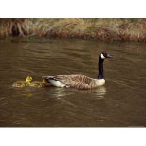 Canada Goose is Followed by Two Goslings in the Water National 