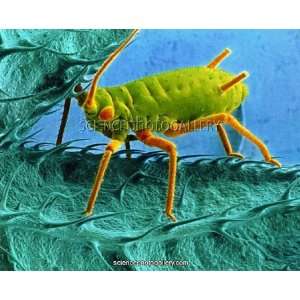  Coloured SEM of a nettle aphid on nettle plant Canvas 