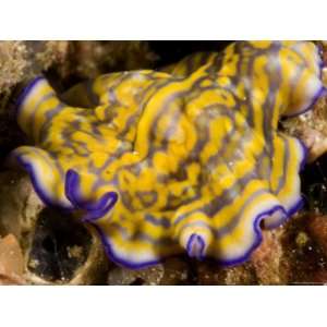 Flatworm Crawls over the Reef, Malapascua Island, Philippines Premium 