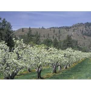  Apple Orchard Trees in Bloom, Methow Valley, Washington 