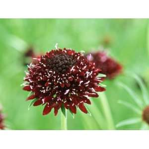 Scabiosa Atropurpurea Chili Black, Close up of Purple Flower Stretched 