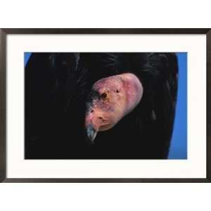  A close view of the head of an endangered California condor 