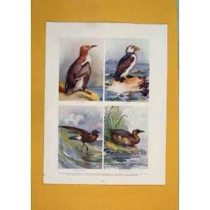  Gullemot Puffin Petrel Grebe Bird Color Print Antique 