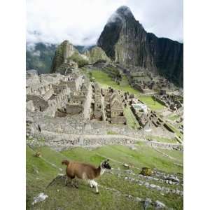 View of Llama with Incan Ruins in the Background, Machu Picchu, Peru 