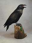 American Crow Original Wood Carving, Common Raven Original Wood 