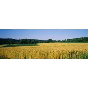  Field Crop, Maryland, USA by Panoramic Images , 36x12 