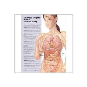 Internal Organs of the Human Body Anatomical Chart, Flexible Laminated 