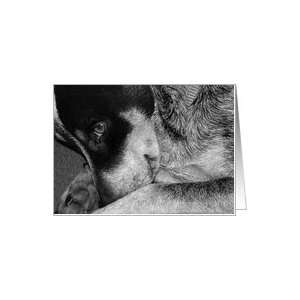   Blank Note Card   Animal Blue Heeler Cattle Dog Black & White Card