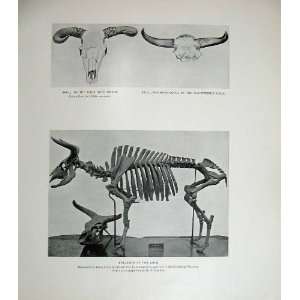  1904 Skull Urus Horns Skeleton Pleistocene Bison Nature 