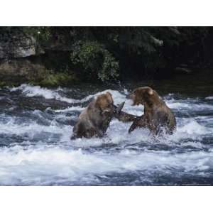 Pair of Grizzly Bears (Ursus Arctos Horribilis) Fight as They Catch 