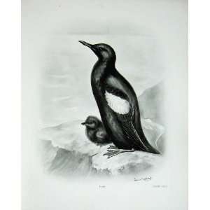  1908 The Black Guillemot Uria Grylle Male Bird Plate