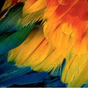  Feathers / Plumes Toys & Games