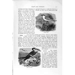  NATURAL HISTORY 1895 COMMON TERN BLACK SKIMMER BIRDS
