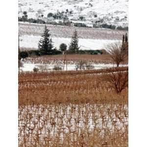 Snow Covered Vineyard is Seen During a Snowfall Associated Press 