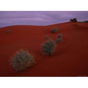  Sagebrush Grows on a Red Sand Dune National Geographic 