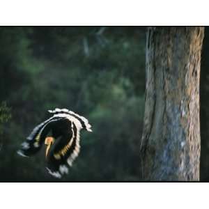  A Male Great Hornbill Swoops Down to Forage in the Rain 