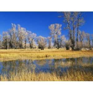  of Trees and Rushes in River, Bear River, Evanston, Wyoming 