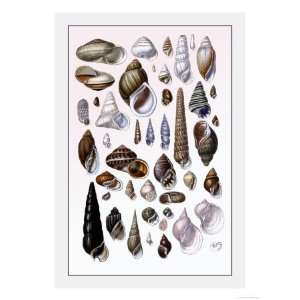 Shells Trachelipoda Giclee Poster Print by G.b. Sowerby, 24x32 