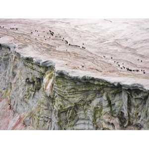Chinstrap Penguins Crossing an Algae Stained Glacier on Thule Island 
