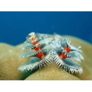  Christmas Tree Worms Growing on Coral (Spirobranchus 