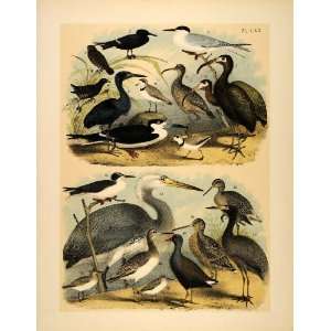  1881 Chromolithograph Birds Florida Heron Egret Ibis 