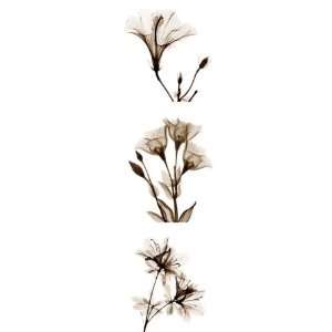  Sepia Floral Tryp Tych I vertical by Albert Koetsier. Size 