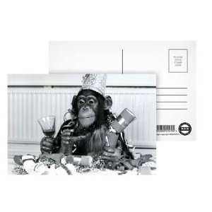  Bengie the chimpanzee at Twycross Zoo   Postcard (Pack of 