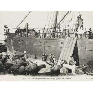 Loading Cattle in Tunis Harbour, Tunisia for Transportation to France 