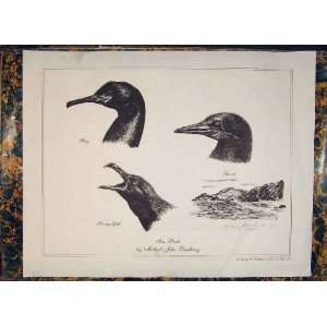  Shag Nerring Gull Gannet Sea Birds Bradbury Old Print 
