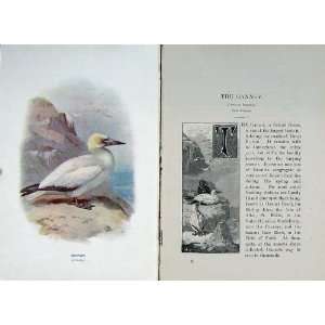  1901 Swaysland Wild Birds Gannet Salu Bassana Colour