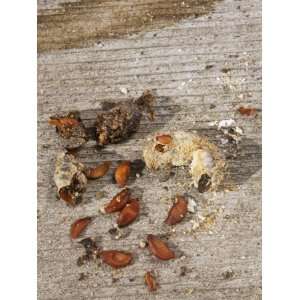  Robin (Turdus Migratorius) Scat with Juneberry Seeds, an 