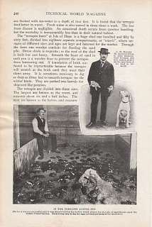 1914 Article Raising Terrapin in Incubators A.M. Barbee  