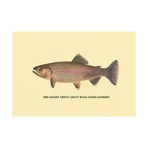 The Golden Trout 12x18 Giclee on canvas