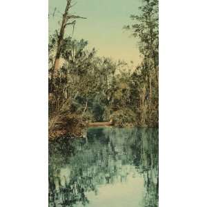   Poster   Florida. Tributary of the St. Johns 24 X 13 