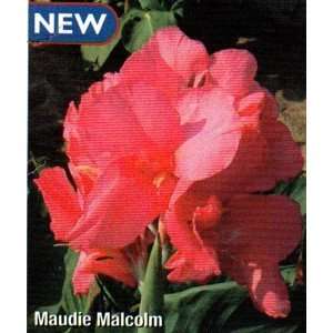  Maudie Malcom Canna 2 Roots Bubble Gum Pink NEW Patio 