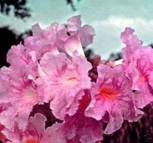Tabebuia Rosea Tree 15 Seeds Pink Poui Pink Trumpet  