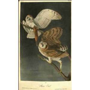  Reprint Barn Owl 1840