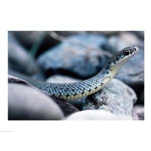 Common Garter Snake 24.00 x 18.00 Poster Print
