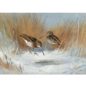     24 x 24 inches   The Frost Bound Spring, Snipe 