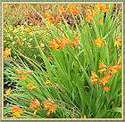 Organic CROCOSMIA BULBS Montebretia * 15 Corms * Orange Cut Flower 