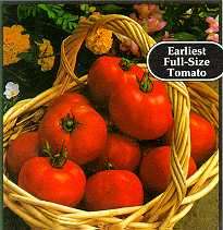 Early Girl Tomato 4 Plants   Early and Disease Resistant  