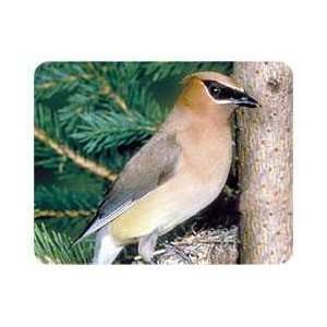  Cedar Waxwing Coasters