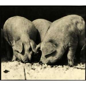 1932 Print Pigs Animal Chicago Union Stock Yard Meat Slaughter Hogs 