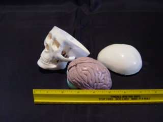 Human Skull Miniature 8 Part Brain, anatomical medical  
