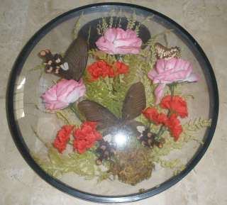 Botanical Garden Butterflies Glass Encased Vtg Art EUC  