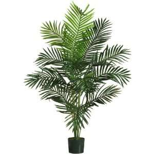  5 Paradise Palm