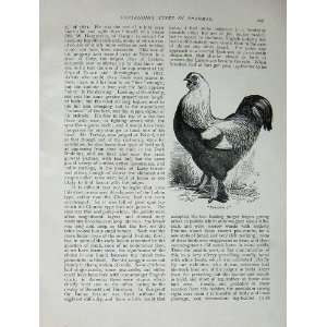    1902 Lewis Wright Poultry Brahmas Ornithology Print