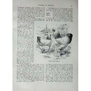  1902 American Light Brahmas Poultry Lewis Wright Birds 